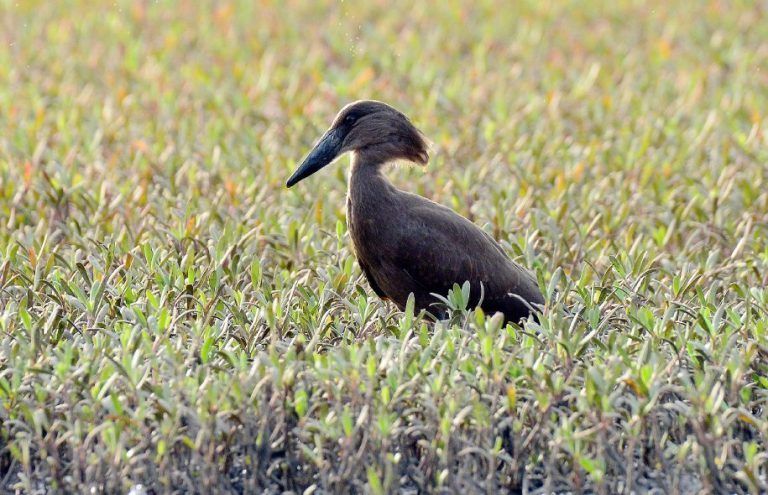 24.12.13-_th.-winter-hamerkopvogel-768x495.jpg