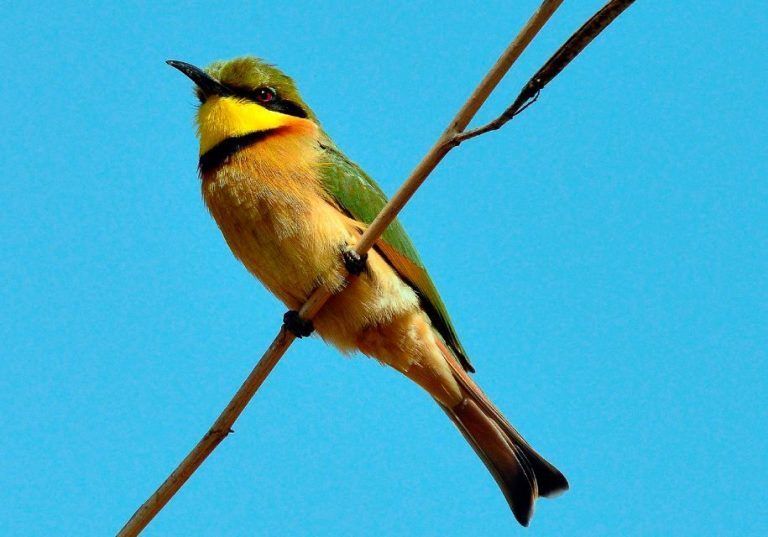 30.12.13__th._winter_little_bee-eater_large-768x537.jpg