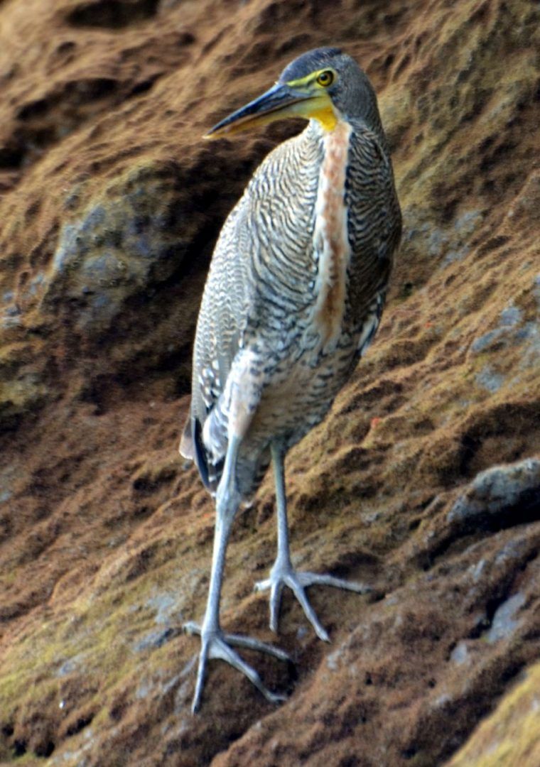 bare_throated_tiger_heron-alan_key-760x1080.jpg