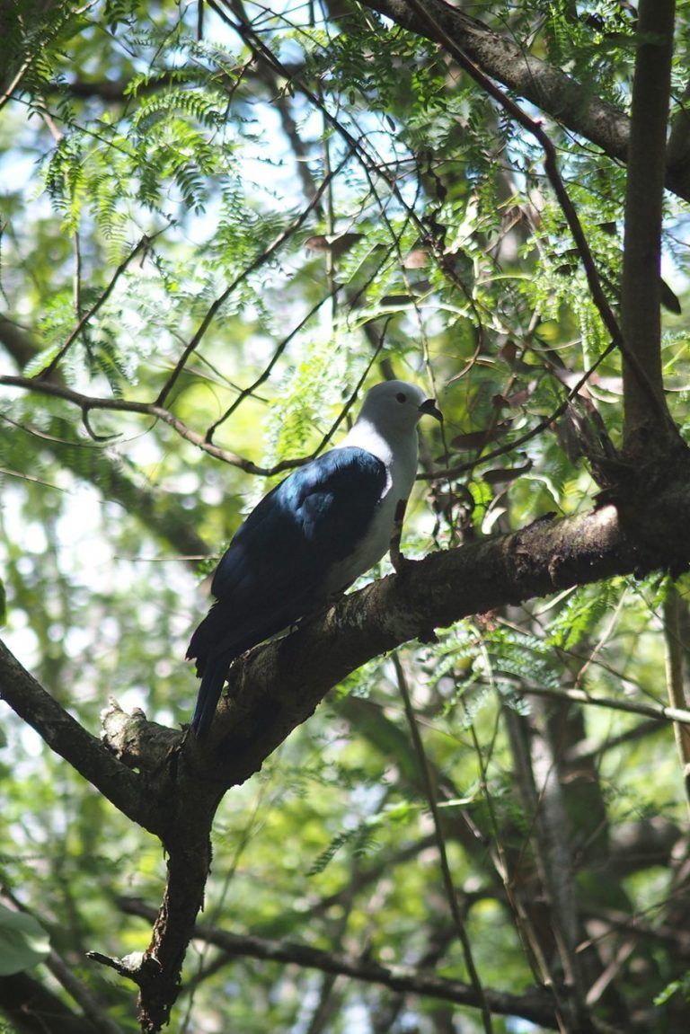 bird-makatea-768x1151.jpg