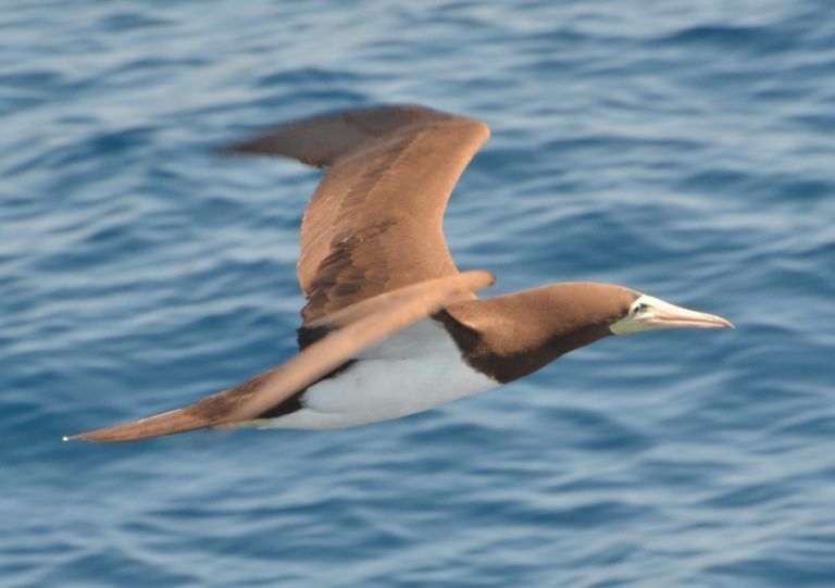 brown_booby_-alan_key-768x541.jpg