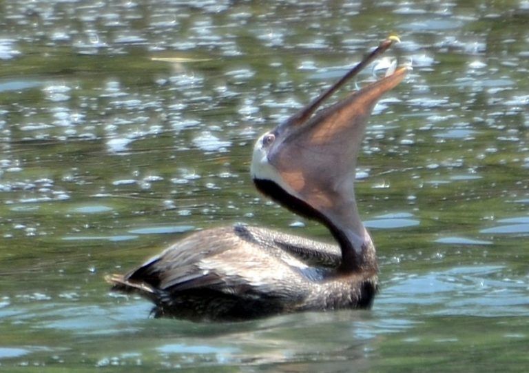 brown_pelican_granito_de_oro-alan_key-768x541.jpg