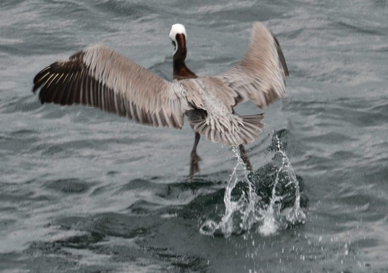 brown_pelican_panama-alan_key-768x541.jpg