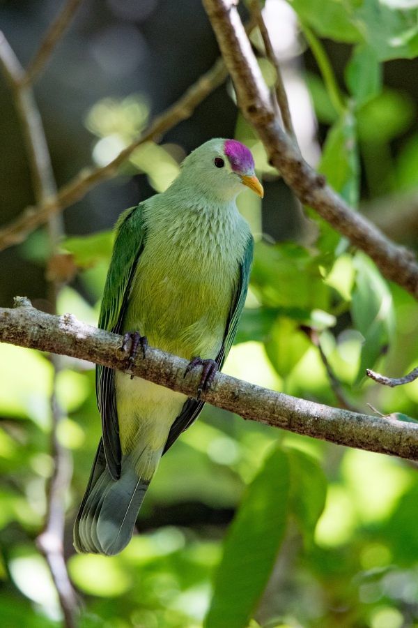 fruit-dove-makatea.jpg