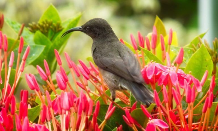 ludo_de_kesel_sey_2018__p1000436_-_sun_bird_praslin-1-768x462.jpg