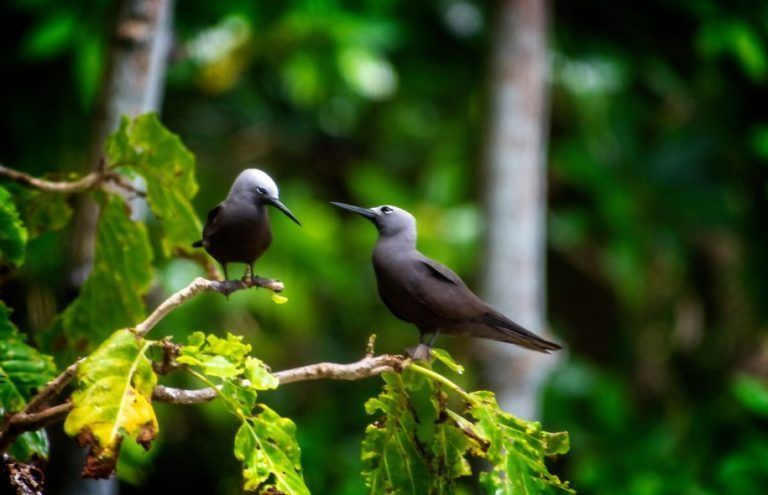 ludo_de_kesel_sey_2018_p34_1414_-_noddy_birds_cousin-768x495.jpg