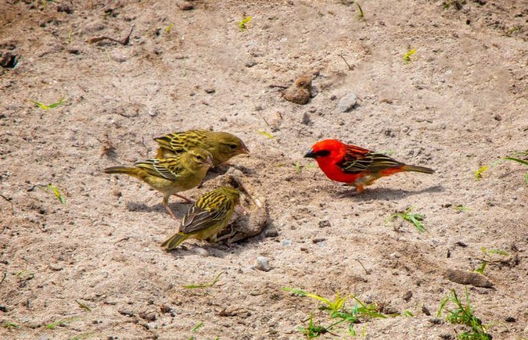 ludo_de_kesel_sey_2018__p34_1524_-_3_female_red_cardinal_fody_birds_on_speeddate_curieuse-768x495.jpg
