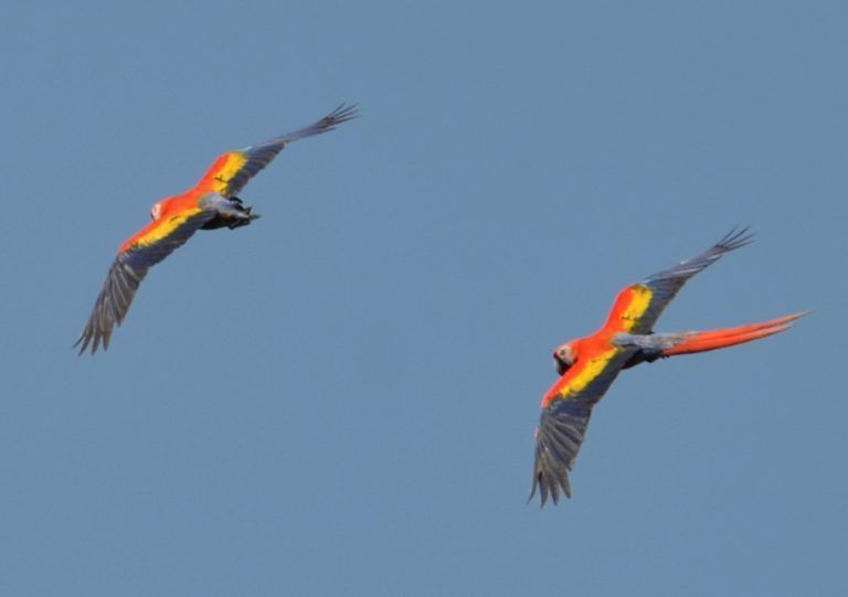 scarlet_macaws_cocalito-alan_key-1-768x541.jpg