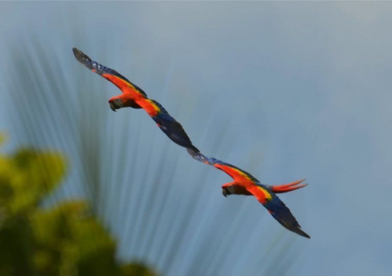 scarlet_macaws_cocalito_beach-_alan_key-768x541.jpg