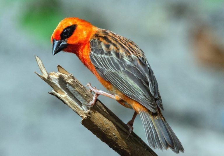 th._winter_8.12.14_madagaskar_fody__large-768x537.jpg
