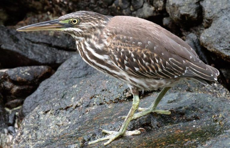 th.-winter_9.12.14-green-backed-heron_courieuse-768x495.jpg